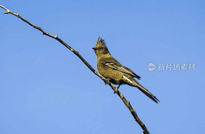 phainopepla或北phainopepla, phainopepla nitens，是主要在热带中美洲的绵蝇科(piliogonatidae)最北的代表。下加利福尼亚南部，墨西哥。